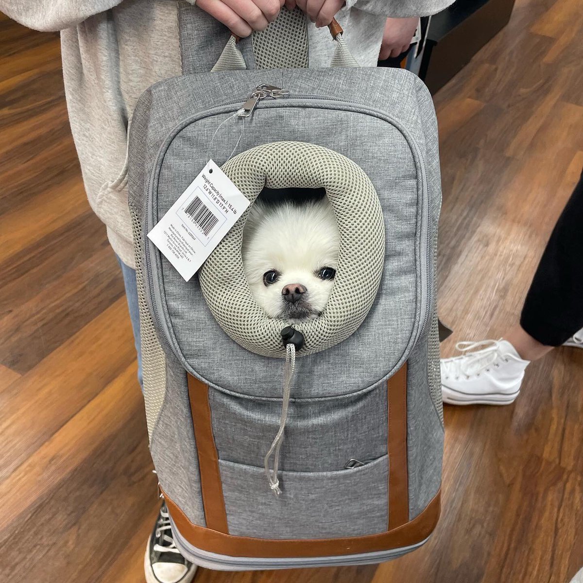bosleyspetstore's tweet photo. This cutie is all packed up and ready for an adventure! 🥰😂
The Bailey & Bella Day Tripper Soft Carrier is perfect for small dogs that like to go everywhere with you!
#BaileyandBella #DogCarriers #DogBackPack
📸: Bosley’s Norgate https://t.co/GQQCYrKb4j