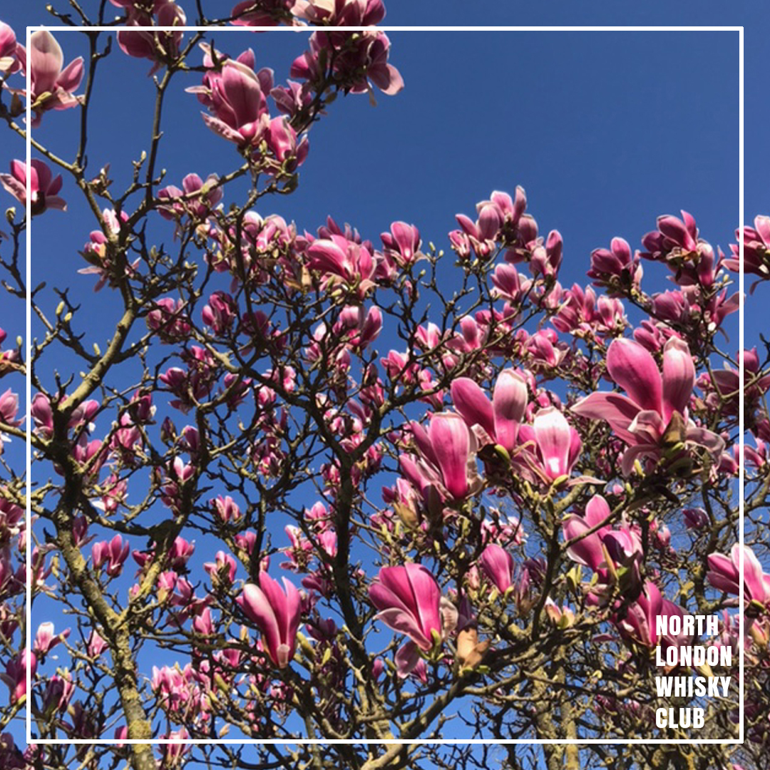 NEW WHISKY WALK / join us on the first day of British Summer Time for our latest Whisky Walk &amp; Tasting. Take in the Spring scenery of Hampstead Heath with a whisky in hand as we take a stroll. #northlondon #whiskywalk #hampsteadheath #whiskytasting
eventbrite.co.uk/e/spring-whisk…