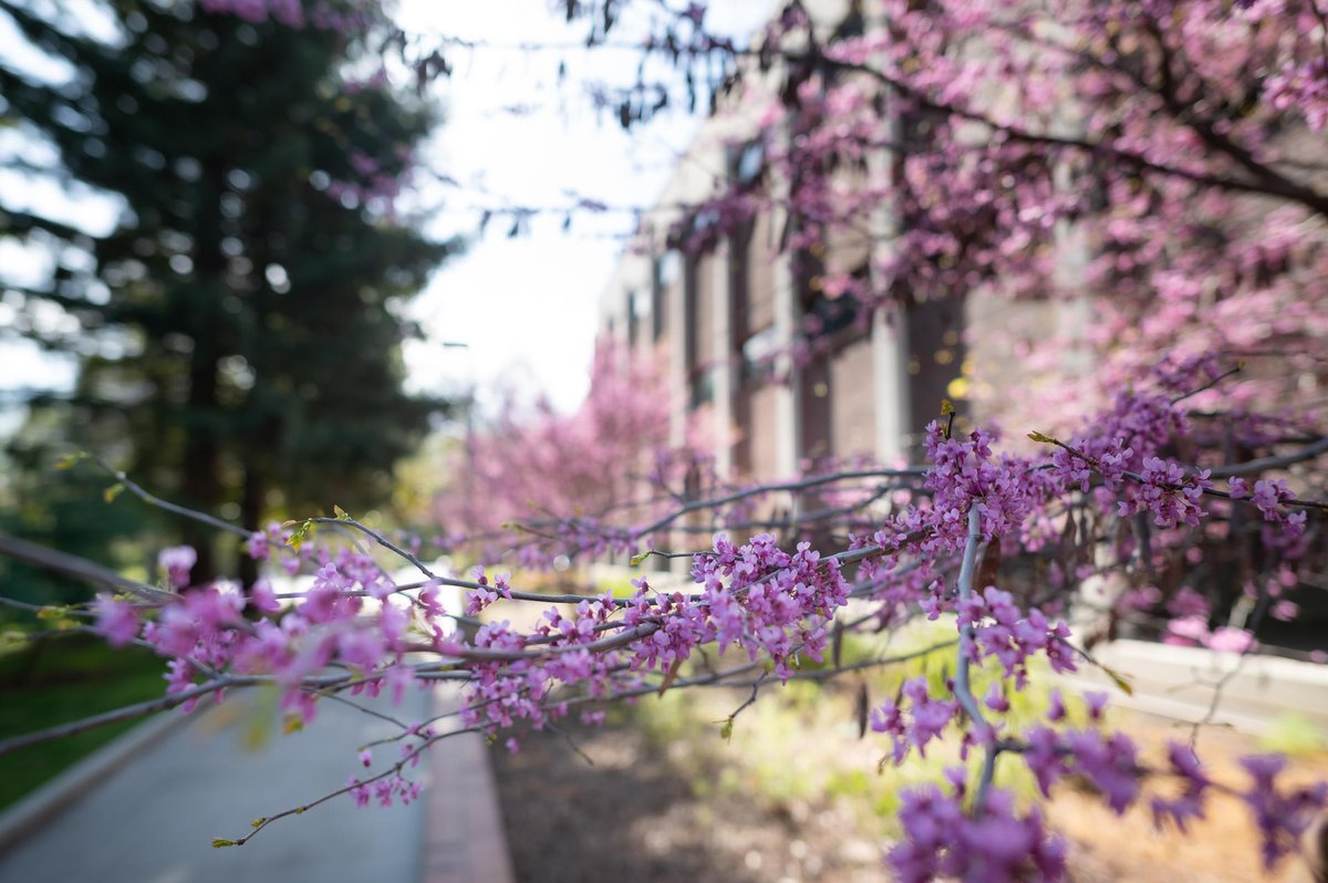 ChicoState's tweet image. How would you describe Chico State spring? Storybook comes to mind for us.🌸📖🌳 #ThisIsChico

📸: @JasonHalley_CSU