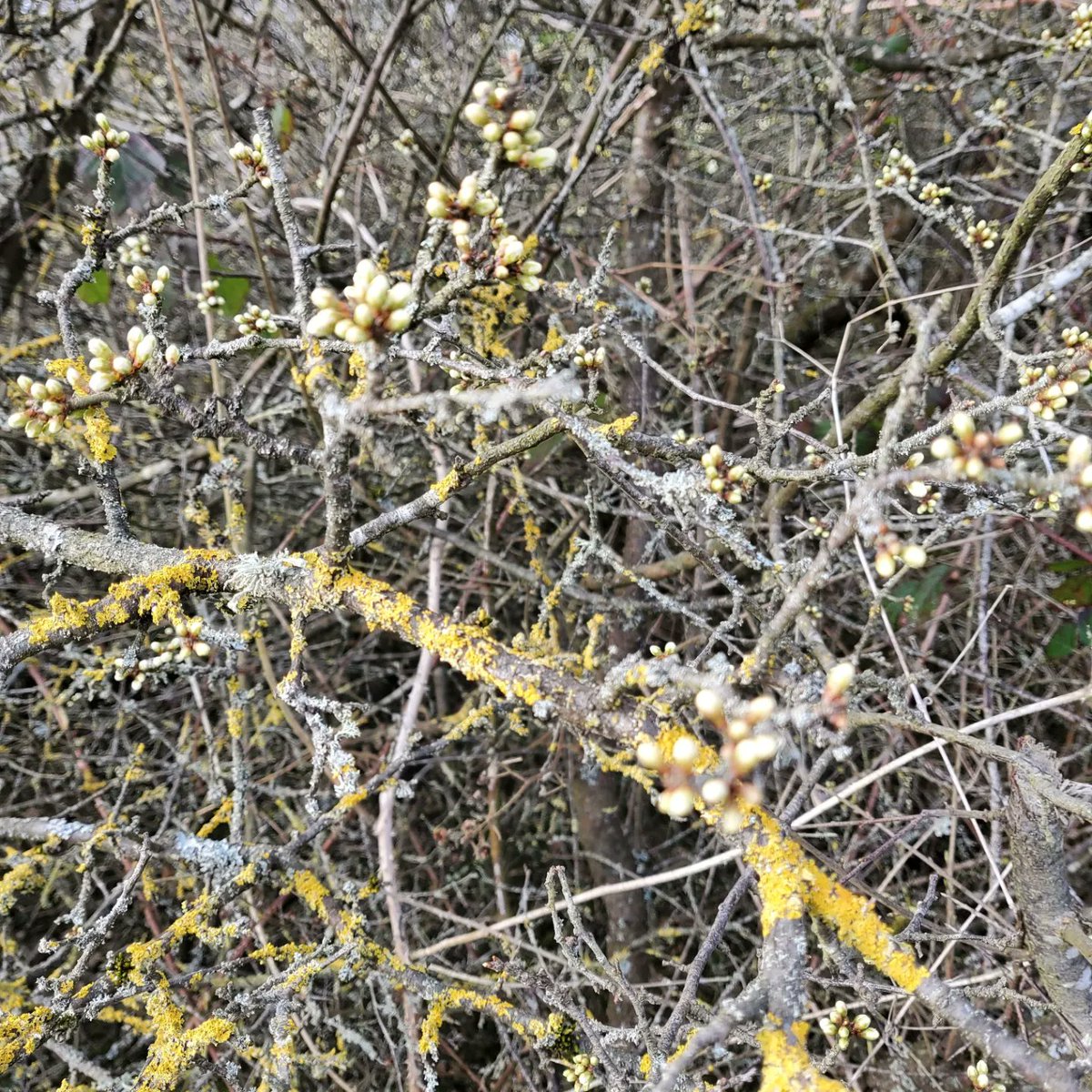 arefadib's tweet photo. I crossed a muddy field to see what bright white and yellow gleemed in the sun. It was #lichen spreading its colour like a #jackson_pollock painting. https://t.co/g2Ur7pecPQ