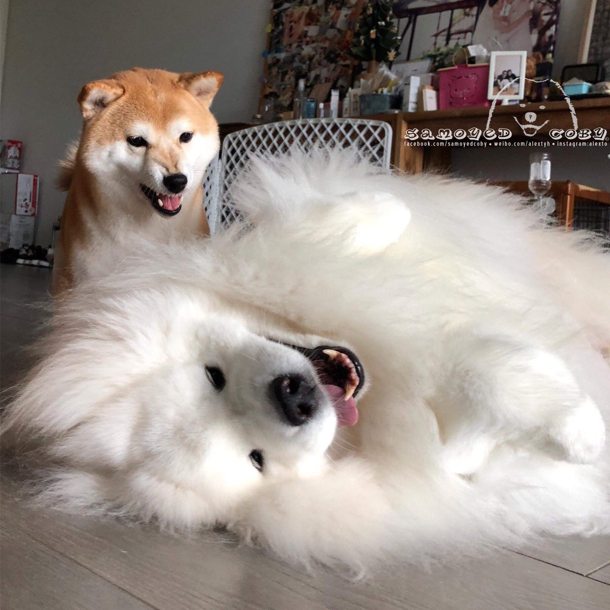 DogWhiteToken's tweet photo. @PancakeSwap $SHIB With @DogWhiteToken loyal friends @elonmusk
You can support a @DogWhiteToken Game development team by #retweeting
Dogwhite it's based on a $Waves network
https://t.co/DUzgEyKJaj
$BTC $DOGE $SHIB $XRP $ETH $BNB $LTC $APE $KIBA $VRA $KDA $ICP $XMR $SAND $EGLD $VET $FTM $FIL https://t.co/19uITSufSx