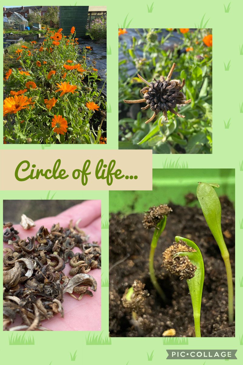 crooks_caroline's tweet image. Hello #GardensHour 🌱 my calendula seeds collected from last year’s flowers have begun to germinate with their weird little seed cases still on their heads 🌱