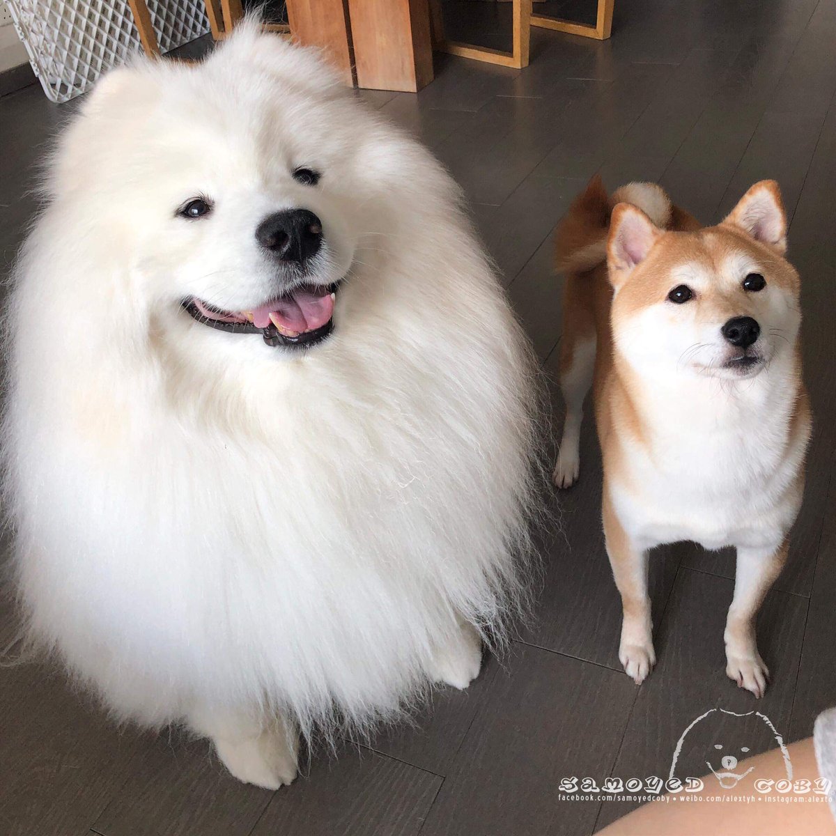 DogWhiteToken's tweet photo. @gate_io $SHIB With @DogWhiteToken loyal friends @elonmusk
You can support a @DogWhiteToken Game development team by #retweeting
Dogwhite it's based on a $Waves network
https://t.co/DUzgEyKJaj
$BTC $DOGE $SHIB $XRP $ETH $BNB $LTC $APE $KIBA $VRA $KDA $ICP $XMR $SAND $EGLD $VET $FTM $FIL https://t.co/YxsBHKmHkk