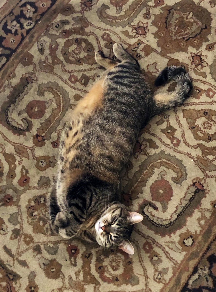 shanermurph's tweet photo. #KittyUpdate
Rebel - formerly ‘porch kitty’ - is still awesome and doing great. https://t.co/QcEvyz0Mu3