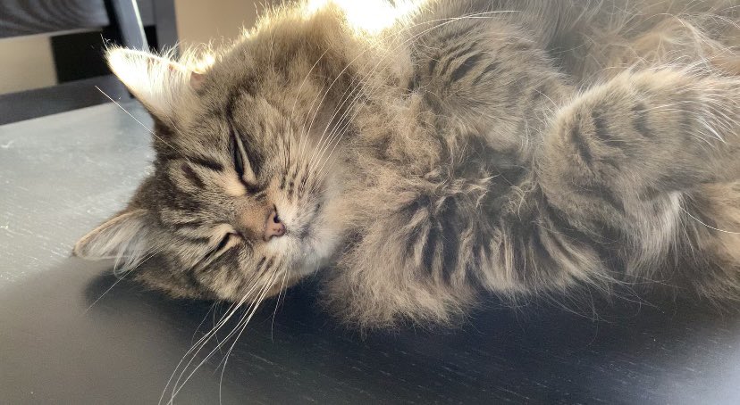 𝕃𝕚𝕤𝕒 tweet media