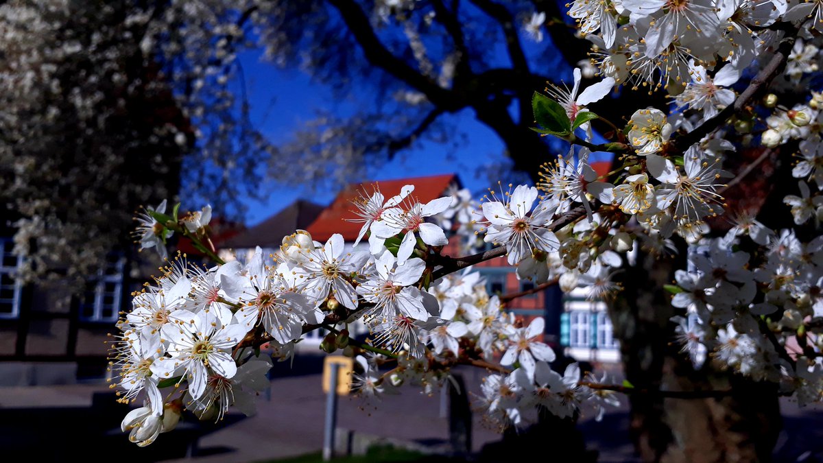 #nature #NatureBeauty #beautiful #Blossom #Spring