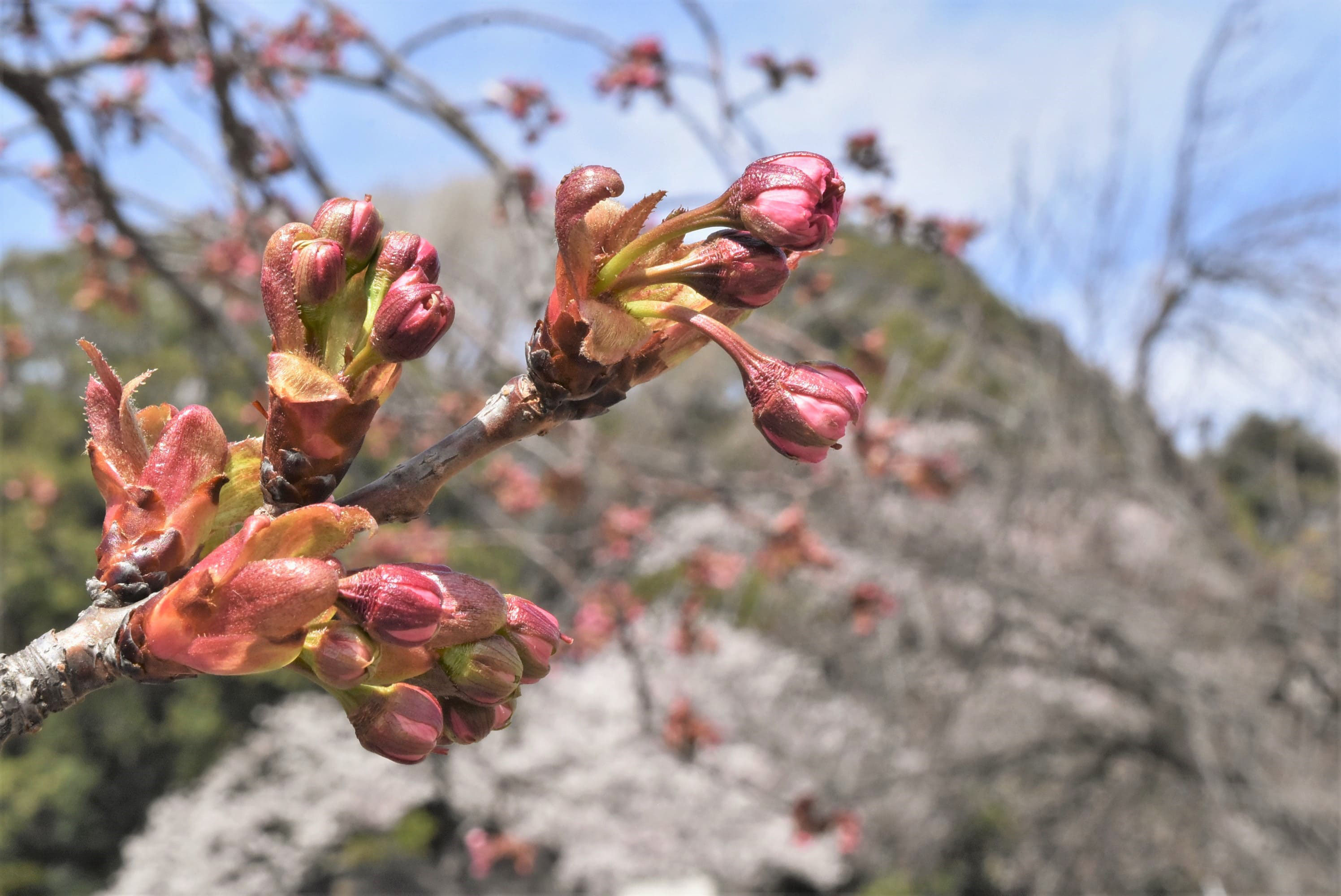 Camellia Tea Ceremony on Twitter 