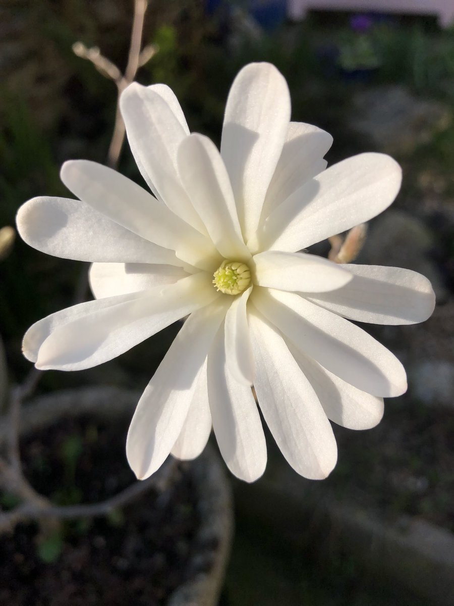 Clare2967's tweet photo. #magnolia #garden #spring lovely to see open in the sunshine https://t.co/GOJi1u93hh