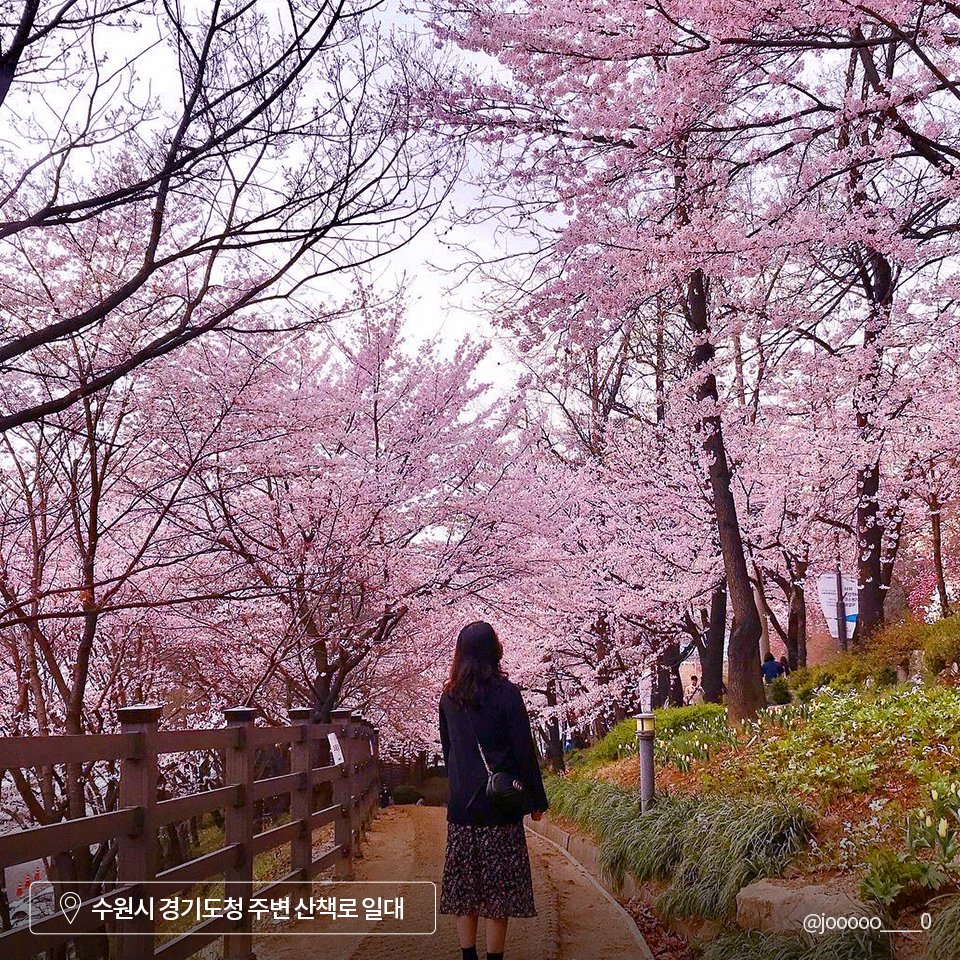 경기도와 함께하는 안전한
온라인 벚꽃구경🌸

경기도청에서 팔달산 산책로 일대를 걸으며
분홍빛 꽃송이가 봄바람에 하늘거리는 모습에
진정한 봄이 왔음을 느낄 수 있는 이곳

⚠올해 <경기도청 봄꽃축제>는 방역 관계로 취소되었지만 사진첩에 잘 저장해두었다가 내년에 더 건강한 모습으로 만나요!