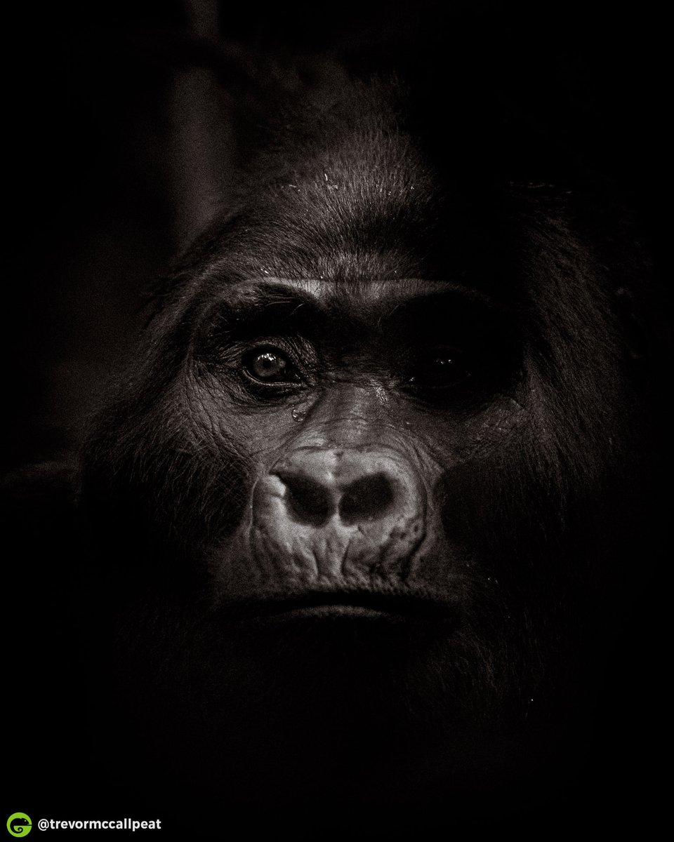 WildEyeSA's tweet photo. "I thought staring at a male lion face to face was intimidating until my eyes met that of a massive silverback Gorilla."
#wildeyesa #uganda #safari #trekking #gorilla #wildlifephotography #wildlifeaddicts #naturephotography #naturelovers #africa #thisiswhywildeye #Bucketlist https://t.co/ucYMNrYUol