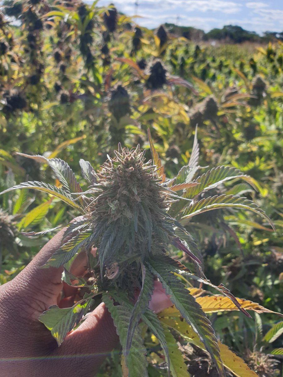KumbiraiMateva's tweet photo. Industrial hemp (Cannabis sativa L) is an #agriculturalcommodity.
The more we shift our perception in this direction, the more we'll see greater adoption of hemp as a plant-based #food ingredient and #renewablematerial
@KutsagaResearch @basera_john #Zimbabwe #hempresearch #hemp https://t.co/HwpIF2t8qd