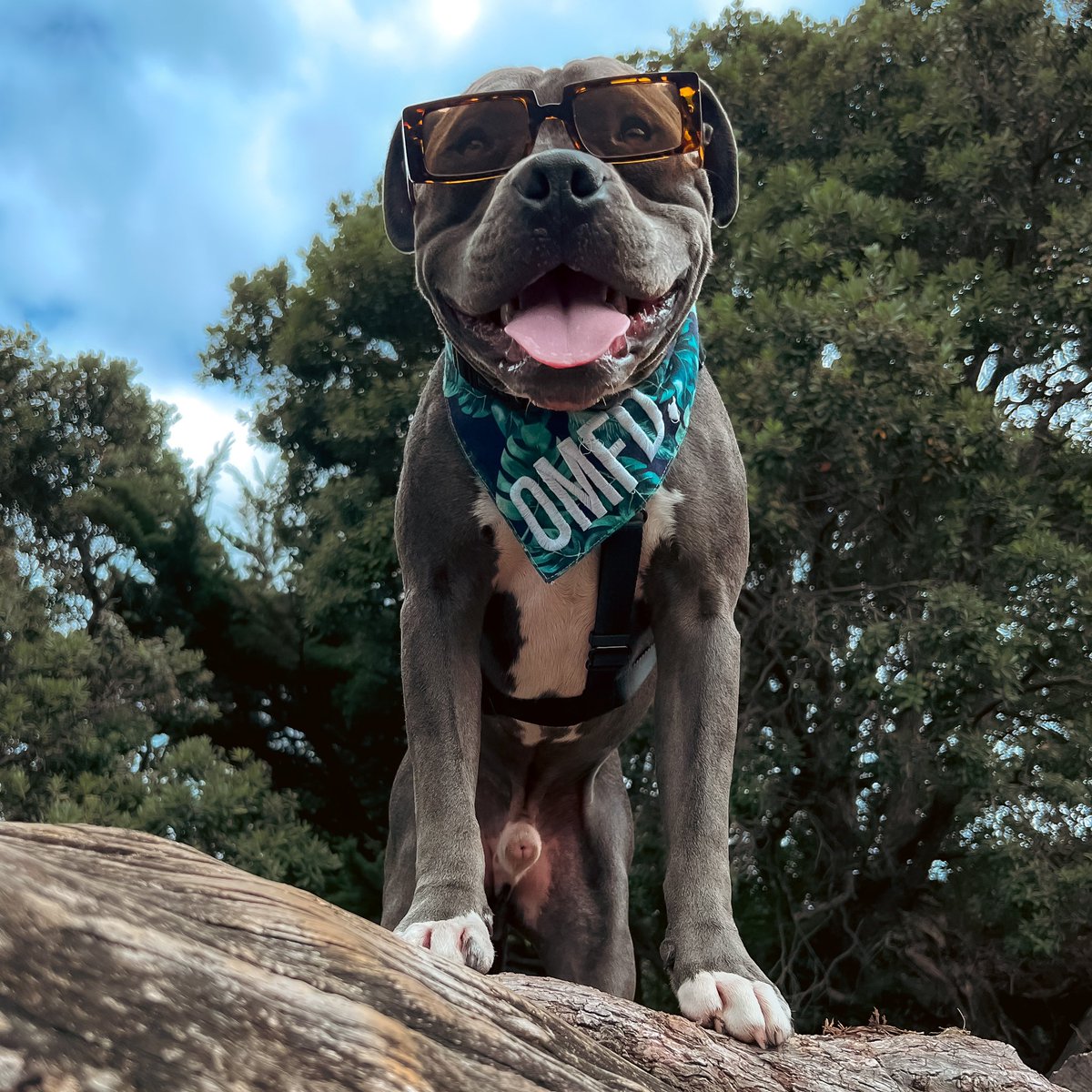 “Alexa play - Stunnas by <a href="/Official_JE/">Jagged Edge</a>” 
#dogsoftwitter #twitterdogcommunity #dogs