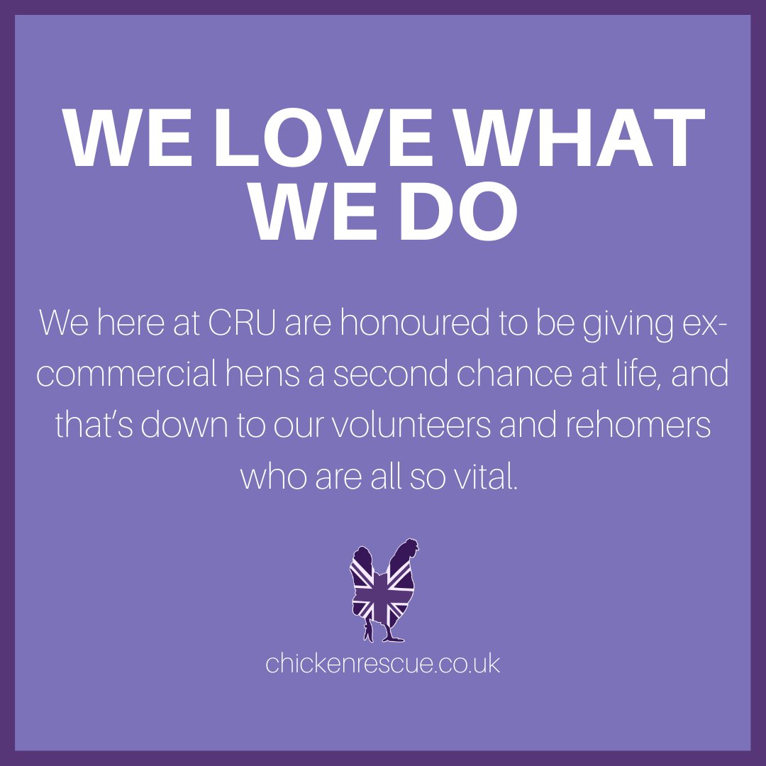 We here at CRU are honoured to be giving ex-commercial hens a second chance at life. It's down to our volunteers and rehomers! We love what we do here and we want to continue helping chickens across the UK.
#chickenrescueuk #chickenrescue #rehomingchickens #rescuechickens