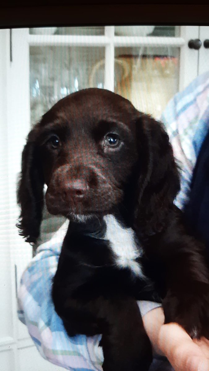 alexpaske's tweet photo. Happy 7th Birthday Flick! 
👸 🐶 https://t.co/wef6lFLrI3