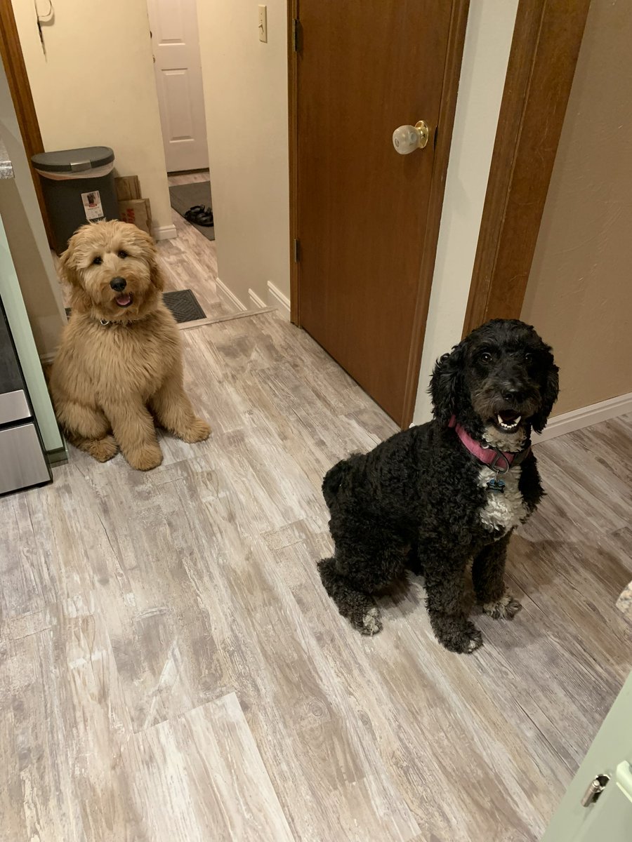 Friends 🐶
#DogsofTwittter #willowthelabradoodle