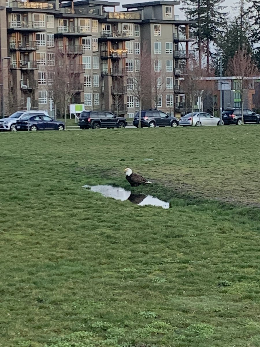 Amrit Singh tweet media