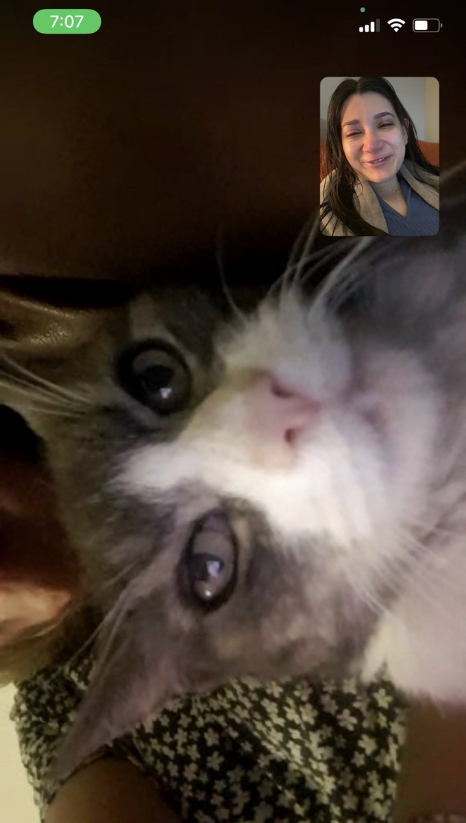 DanielaFvt's tweet photo. Me duele en el alma no poder despedirme de ronroni 💔 daría cualquier cosa por estar ahí en su última noche 😭😭😭😭😭 https://t.co/efbdhGDeU3