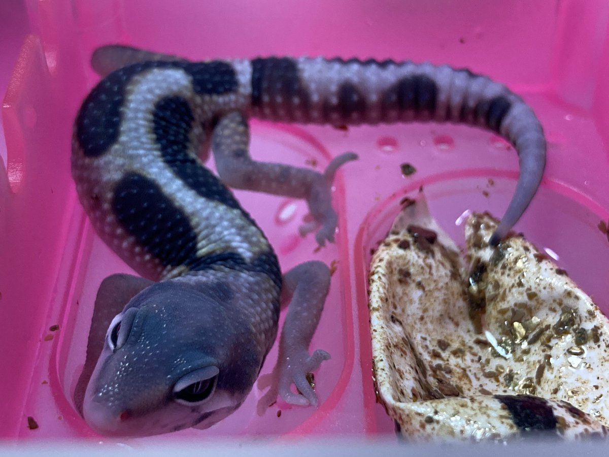MatzLeopa's tweet photo. 名前：ティガ
モルフ：スノーhetベル,エクリプス
性別：♂
出会い頭に特大の咆哮を喰らわせてくれたので、モンハンのティガレックスから🦖滑りやすい机の上でのちゃっちゃか動く姿もティガの突進そのもので、我が家1番の元気っ子 https://t.co/X6sgSQyS2C
