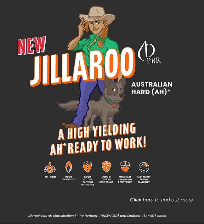 #Jillaroowheat is now here! Our latest newly classified high yielding, mid-quick AH is ready to work! With a recent classification under its belt in the northern zone limited seed will be available for planting in NNSW &amp; Sthn QLD this season. For more👉intergrain.com/variety/new-ji…