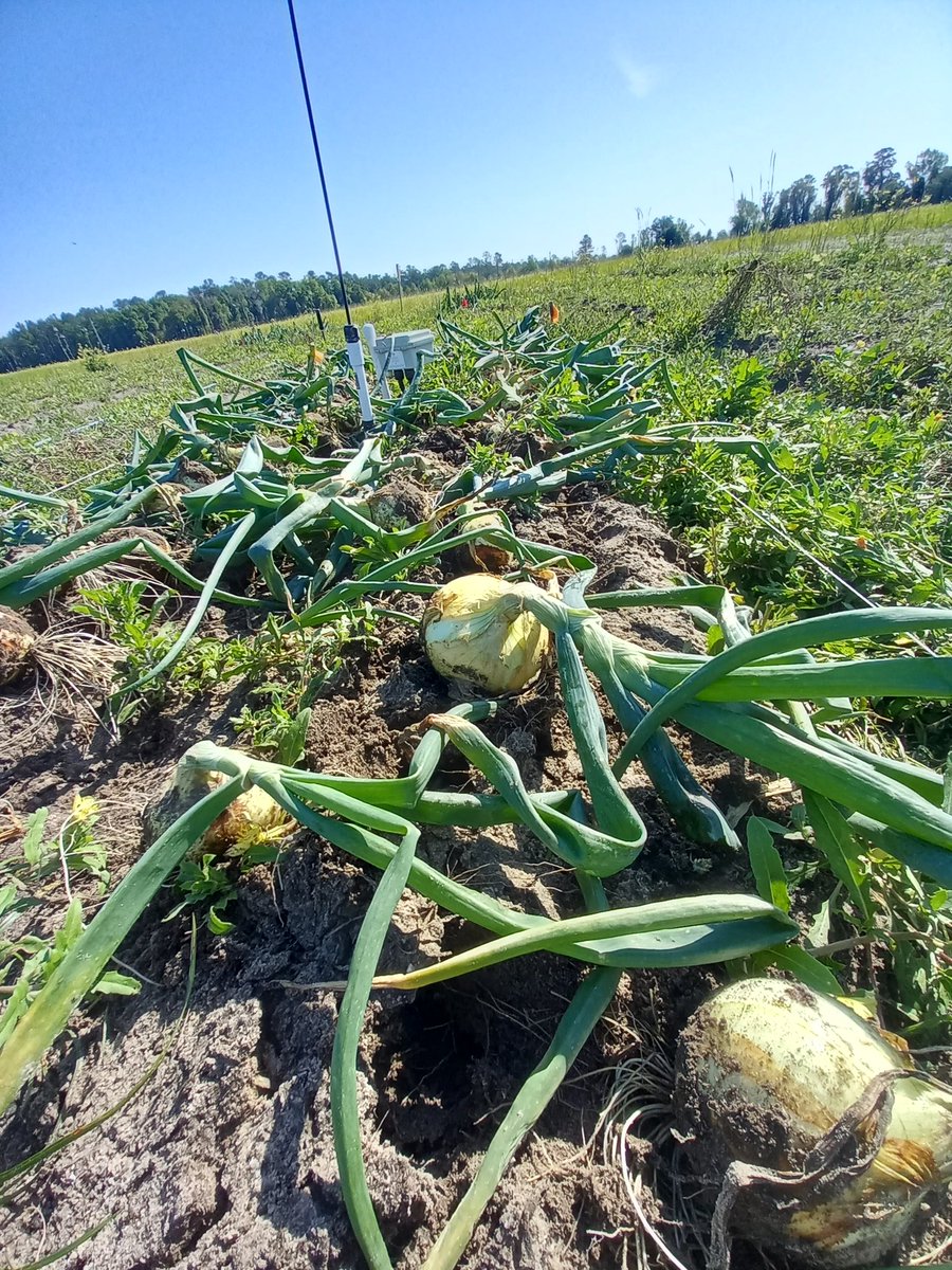 Harvested our onions plots today... looking forward to these lab results! #ProduceSafety #FoodSafety #ProduceSafetyRule