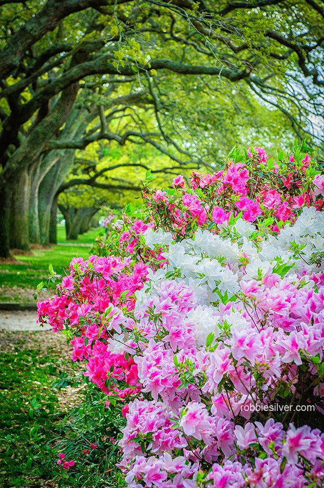 Respect is  One of the Greatest Expressions of Love ..💖💗♥️🌹

#love #Respect #thoughts
#beautiful