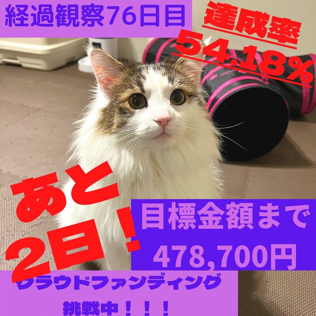 coco_k716's tweet photo. #クラウドファンティング 挑戦中‼️
愛猫カラがFIPに😭高額な治療なりお力添えお願いします🙇‍♀️達成率54.18%であと２日💦
⏩https://t.co/C6HJLW28ej
ご支援、#拡散 お願いします🤲🏻直接支援可能です🙇‍♂️
#fip #猫伝染性腹膜炎 #猫好きさんと繋がりたい #猫  #猫のいる幸せ　#猫のいる暮らし #猫のいる生活 https://t.co/taUjPSri1t
