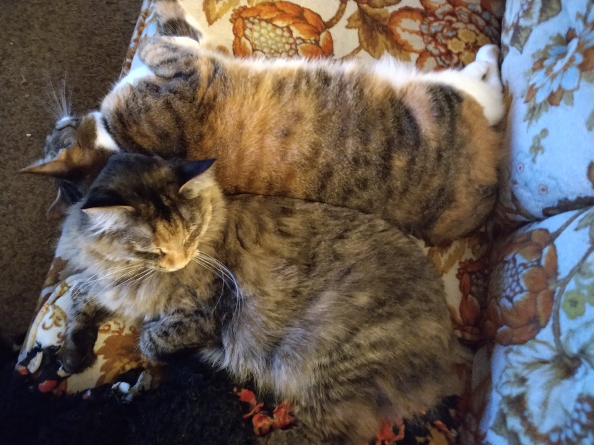 SimplicitySys's tweet photo. @jsheaforrest Will you accept cuddle floofs? https://t.co/yycvT1QtTP