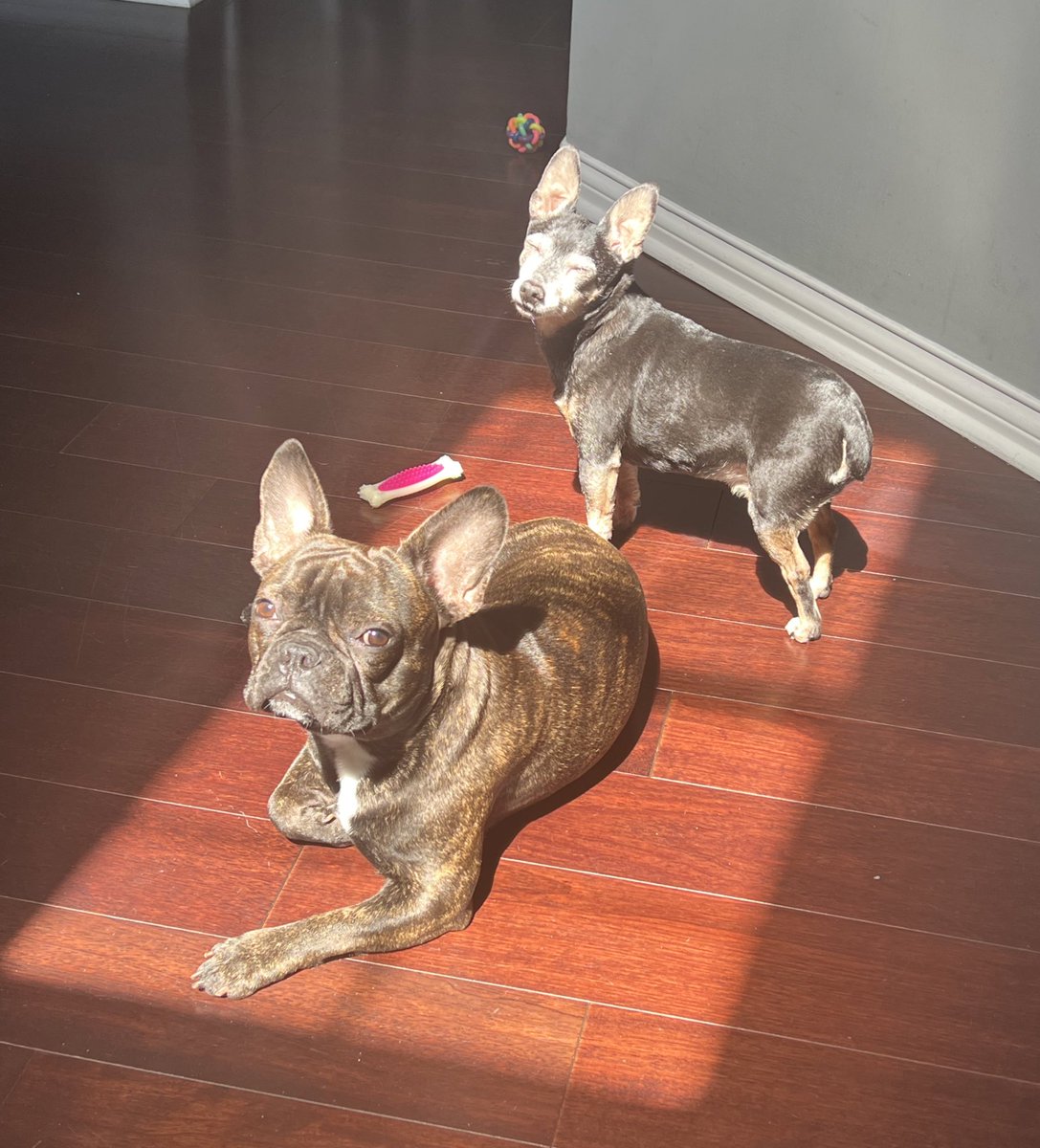 Kmarmi's tweet photo. Did we win??
#bestathomecontest #dogsoftwitter #frenchie #ratcha https://t.co/Po9gy3dQpA