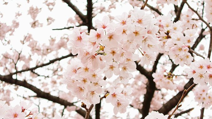 æ¡ç¶ºéºã ã£ãâš