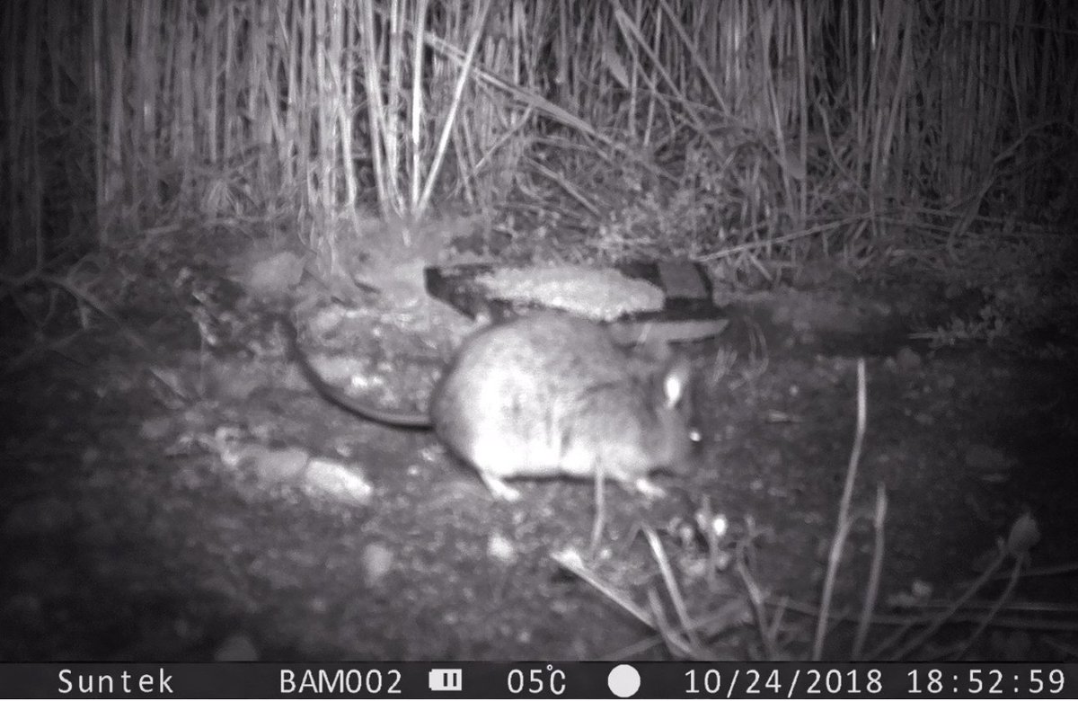 Whaddya know... turns out non-charismatic species show up in photographs too

Camera trapping the not-so-big #mammals in Ethiopian highlands (photo: Stenocephalemys albipes) degruyter.com/document/doi/1…