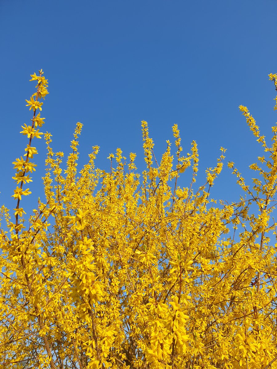 AddedGreen's tweet photo. #Frühling in voller Pracht. Jetzt die #Energie der #Sonne nutzen und gutes tun. Für den #Frieden.
Auch im #April
#peakFocus
 https://t.co/uqakZJORG4
#D3+K2•Panto
 https://t.co/yf2SN6cVMg
#Omega3
 https://t.co/6hvqqKpi0m

Alles für die #Gesundheit. #Addedgreen #Nahrungsergänzung https://t.co/lYrv2C1A6q