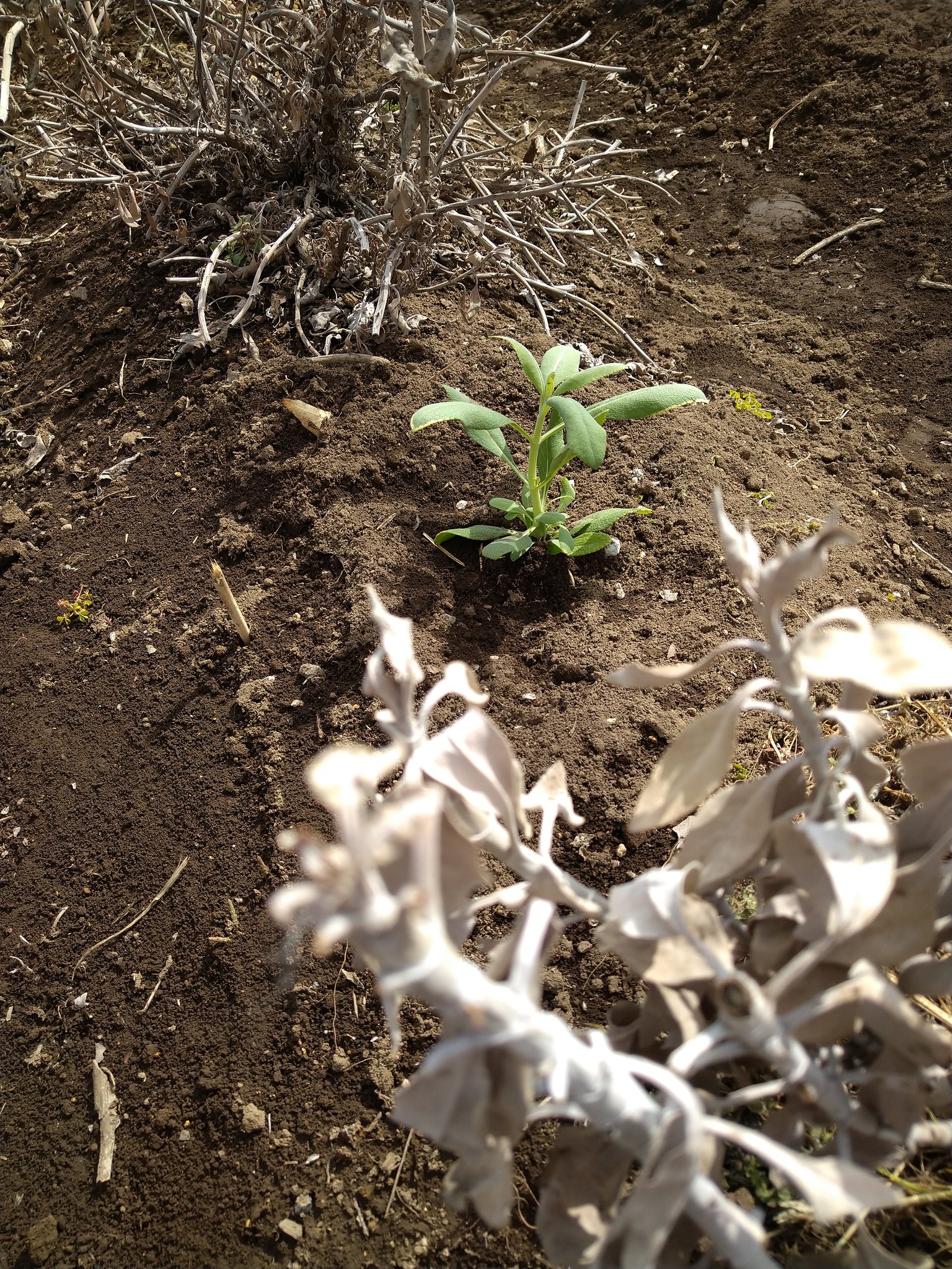 Follow ホワイトセージ栽培中 S Herb White Sage Latest Tweets Twitter