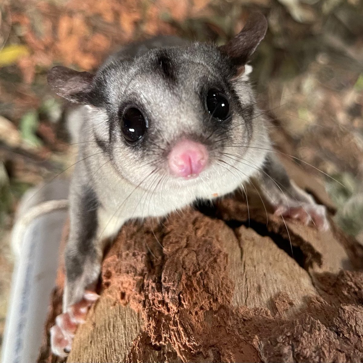OakvaleWildlife's tweet photo. Fun Fact Friday!!
Young sugar gliders usually leave around 10 months to start their own colonies.
#funfactfriday #sugarglider #sugargliderfact #lookatthoseeyes https://t.co/FosnrKjXUM