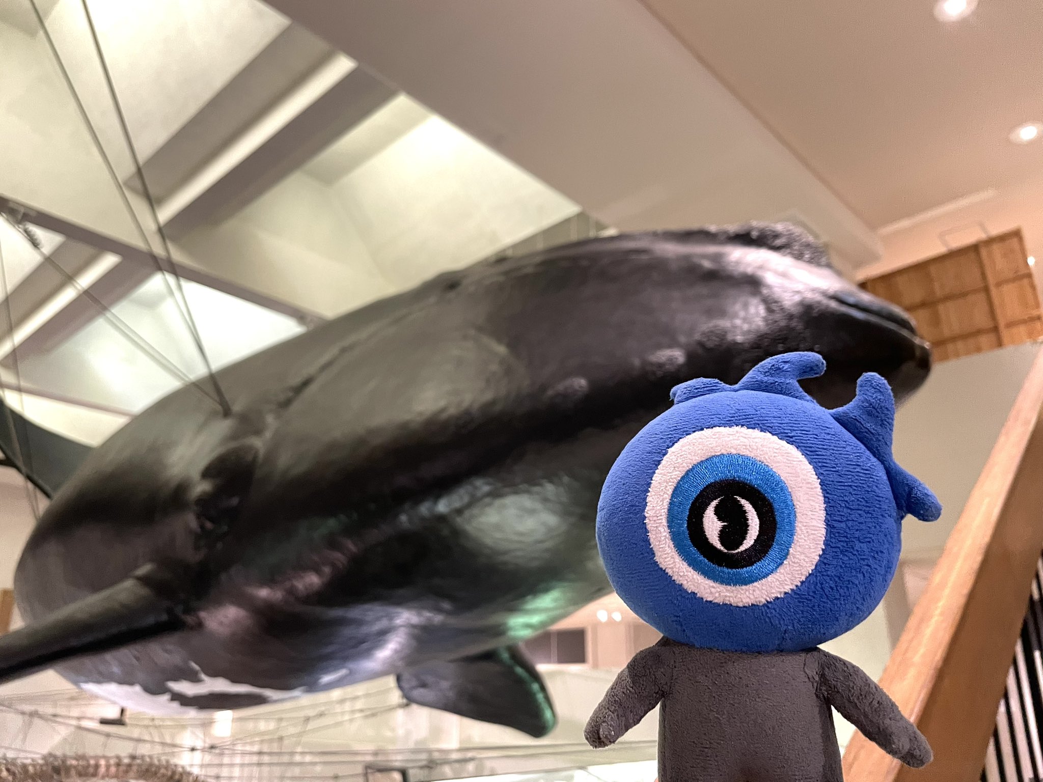 ナザール君 公認されたい非公認ゆるキャラ 予定変更で鯨の町太地町に 鯨 くじら 和歌山県 太地町 太地町立 くじらの博物館 大きい ゆるキャラ 雨模様 ショーも見たい目玉 T Co Hyv3qxmqtu Twitter