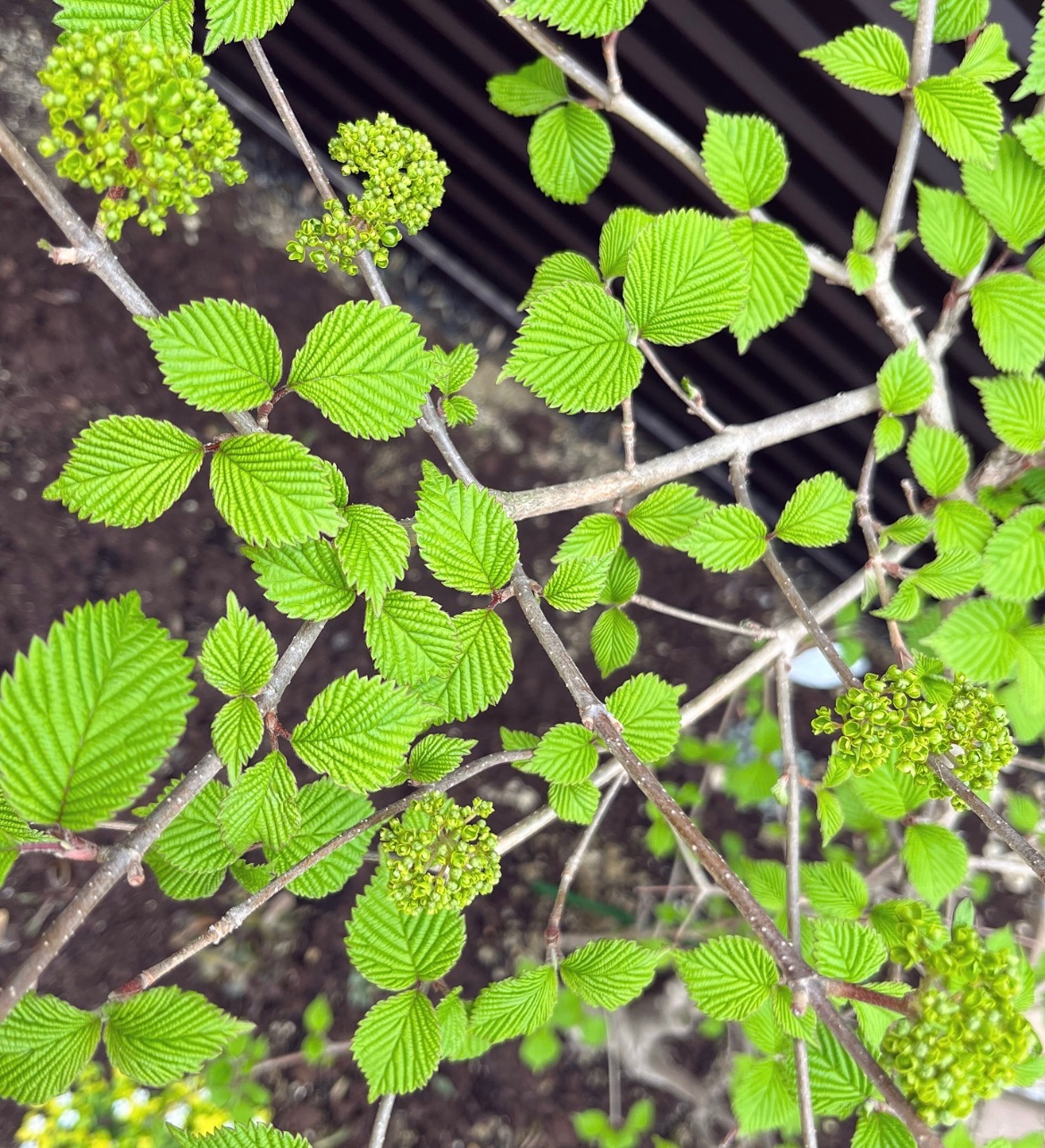 つきのおまめ 2巻発売中 新芽が出てきたって言っていたオオデマリもどんどん育ってるよ 今年は花芽がたくさんついてるからいっぱい咲きそう 楽しみ 5年目だから木も大きくなってきました T Co Uspv9mqtl8 Twitter