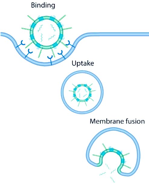 Avinoam_lab's tweet photo. Extracellular vesicle fusion visualized by cryo-EM 👇
https://t.co/VUvJfYwWFo
Congratulations Mattia Morandi @Avinoam_lab and @RegevW lab!
#extracellularvesicles https://t.co/QxP2gZzaxr