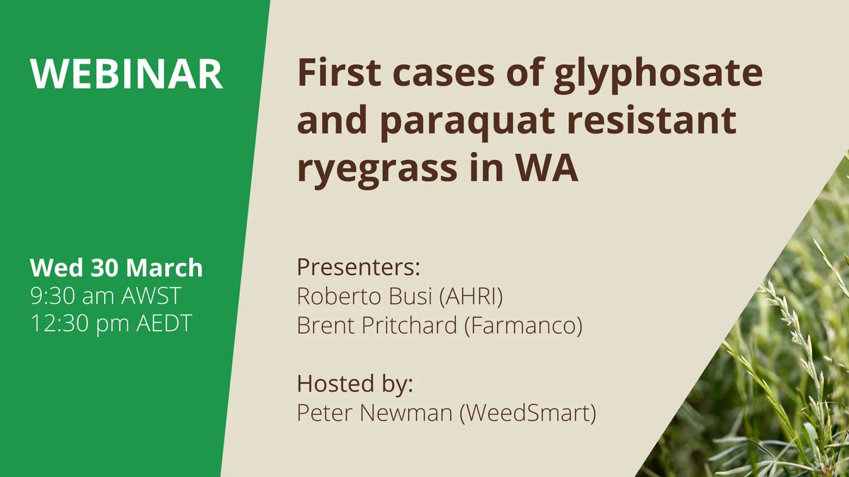 AHRI_Team's tweet photo. Dr Roberto Busi @robbert115 &amp; @Farmanco's Brent Pritchard found the first cases of glyphosate and paraquat resistant ryegrass in a cropped paddock in WA 🌱 

Join them for a live webinar TOMORROW to find out more about this discovery.

Register ➡️ https://t.co/KM78EWKrtm https://t.co/G50tE1zAlm