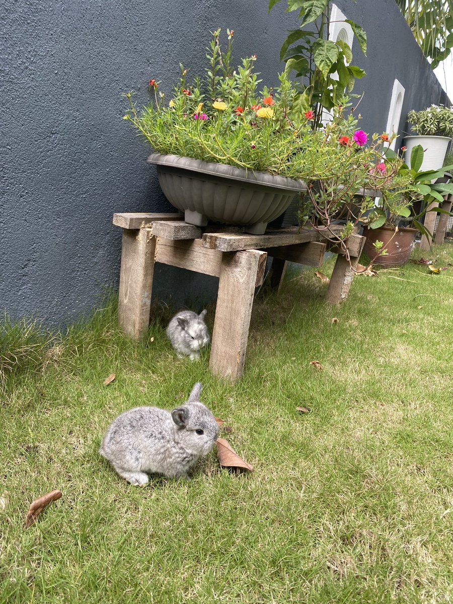 MamaPandaBaby's tweet photo. Beautiful rabbit kits! https://t.co/mtNGb4IOdE