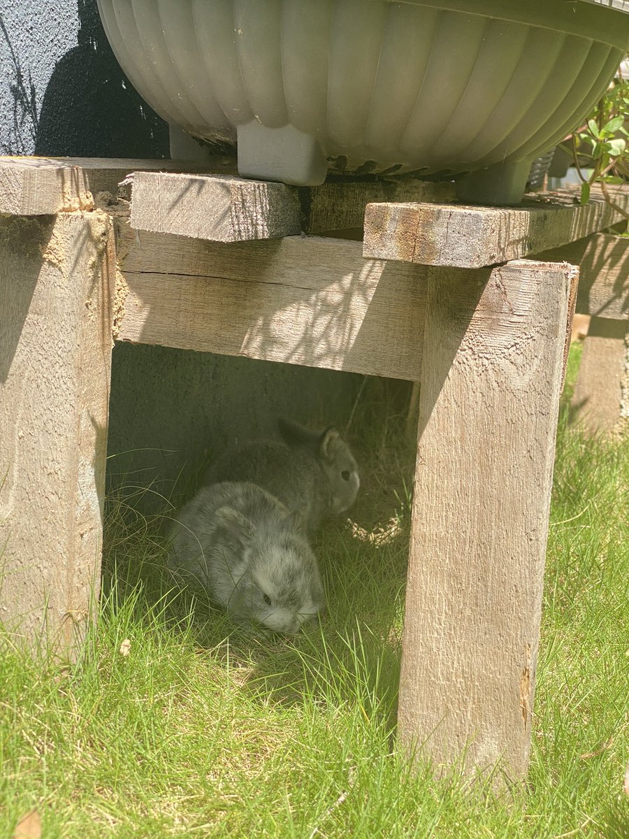 MamaPandaBaby's tweet photo. Beautiful rabbit kits! https://t.co/mtNGb4IOdE