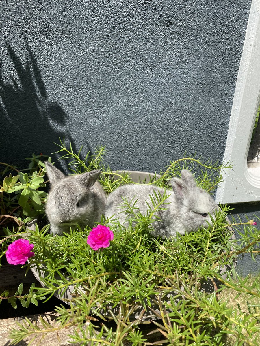 MamaPandaBaby's tweet photo. Beautiful rabbit kits! https://t.co/mtNGb4IOdE