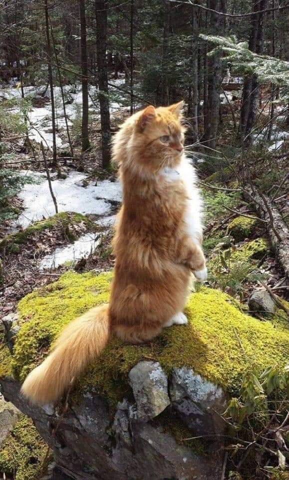 uskujnik's tweet photo. @Gal567890 Весна-ты где? https://t.co/ELFLWksZ09
