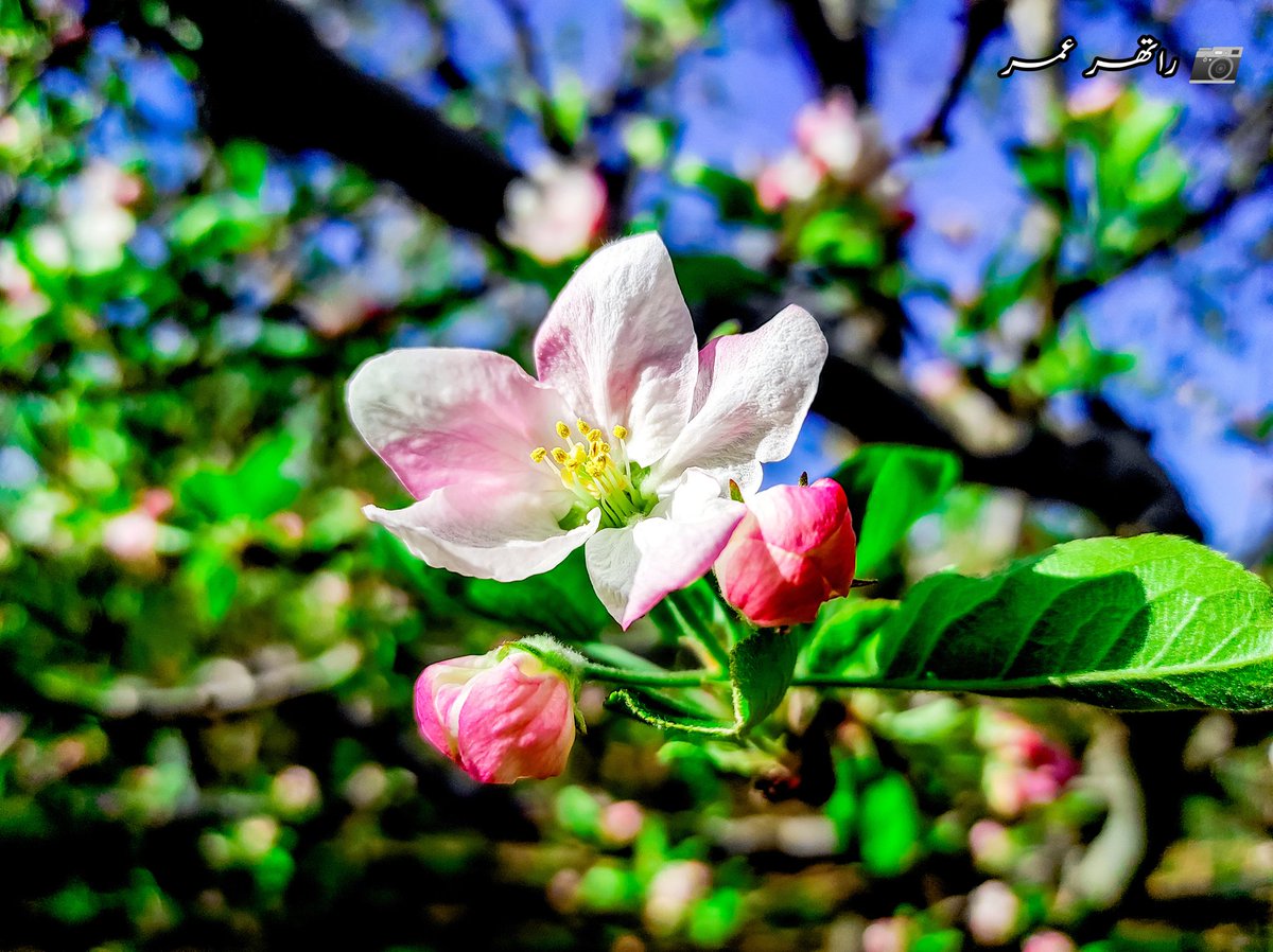 ratherumar_54's tweet photo. Czoonth felya kya chi jaan,
Harud waalaan dard saan
Bozi baagwaan maari paan,
Poshan bahaaraan youer walo
Roshe wala myani dilbaro,
Poshan bahaaraan youer walo
.
.
.

#fely #flower #appleflower #petal #flowers #flowerpower #flowerphotography #plantsmakepeoplehappy #ratherumar_54 https://t.co/CttKe7M0vO