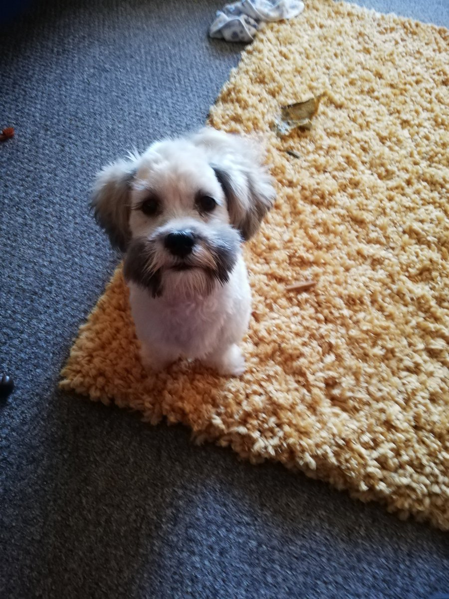 SedgwickHelen's tweet photo. @OfficialPLT #pet Best puppa EVER! https://t.co/Tzz6HbJxkE