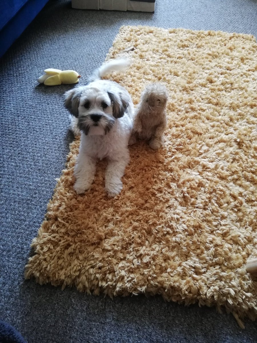 SedgwickHelen's tweet photo. @OfficialPLT #pet Best puppa EVER! https://t.co/Tzz6HbJxkE