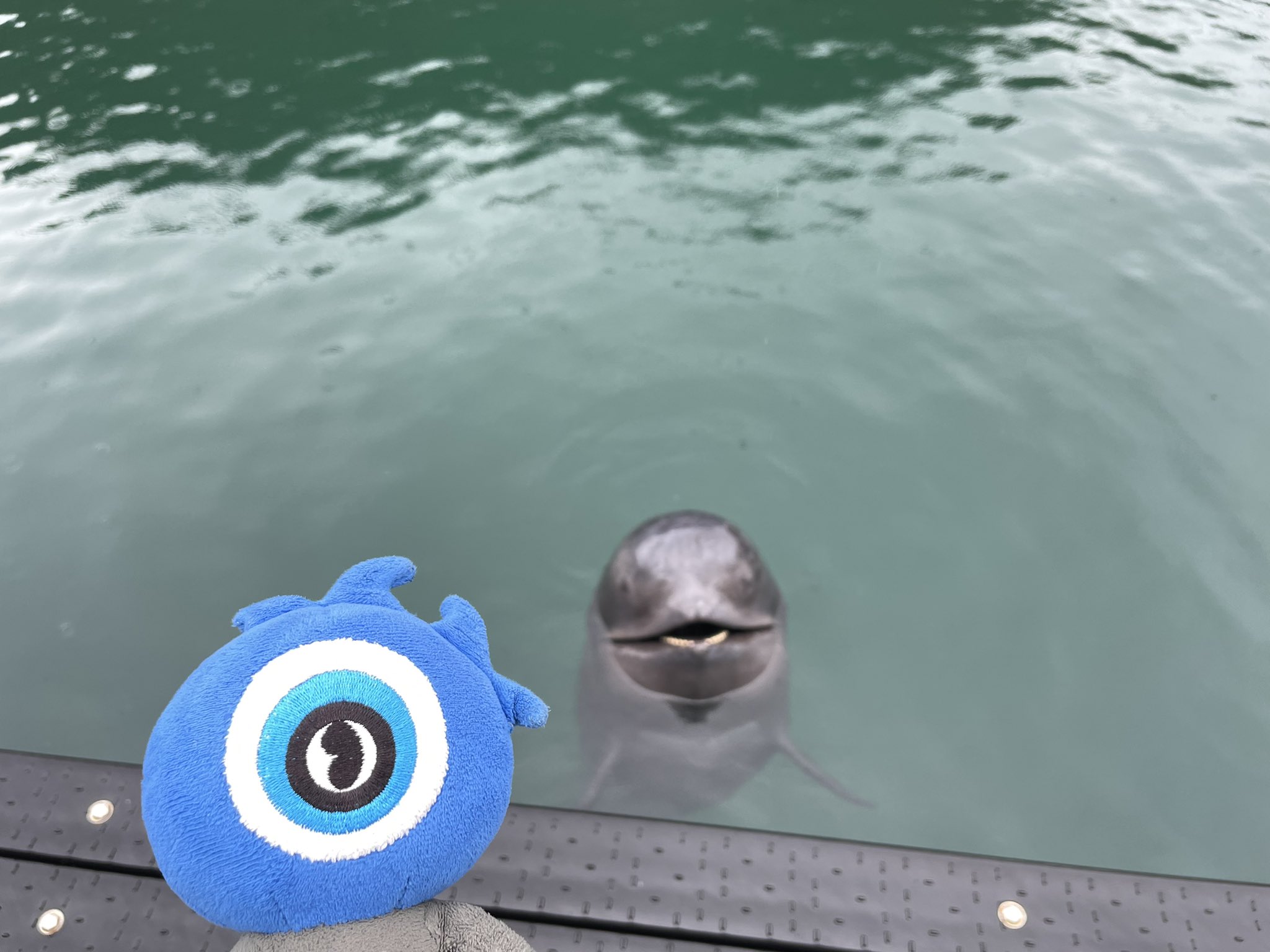 餌やり体験 Twitter Search Twitter