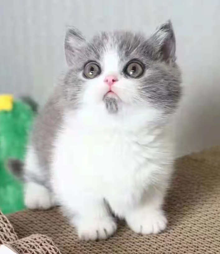 kit_sox's tweet photo. Do you like my "beard"? #cat #catlovers https://t.co/m4JvSiC04J