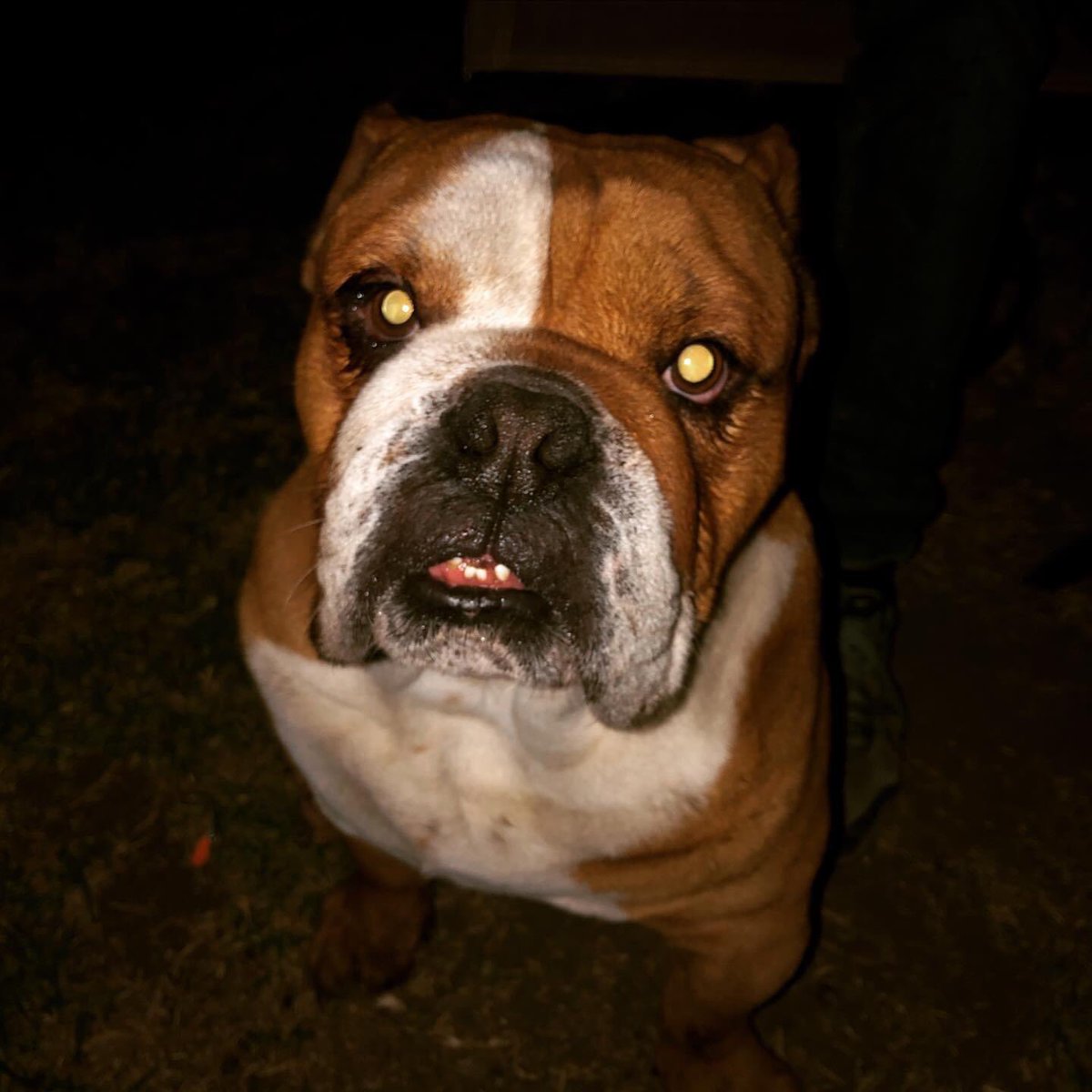 emaciel10's tweet photo. #evil #heavy #dogEM https://t.co/KJ4wZpXYJW