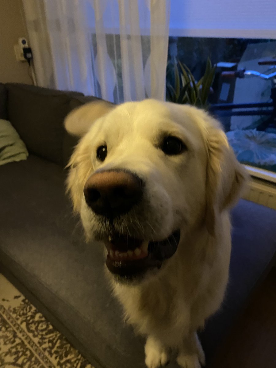 Goedemorgen tweeppies. Mijn dag is begint met spelen. #goedemorgen #GoldenRetrievers #huisdieren #spelen