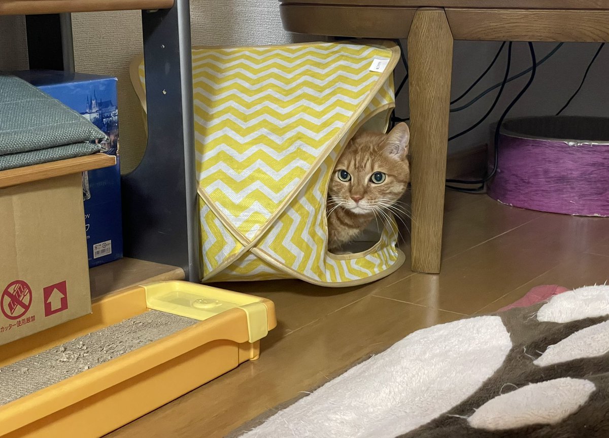 縦のものを横にして遊ぶﾆｬｺﾞ🐾꒰⌯͒︎•·̫•⌯͒︎꒱