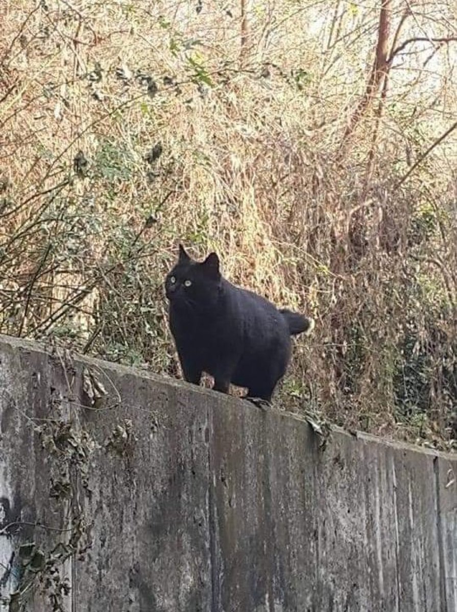 <a href="/HeySamiiLynn/">🧸 ❀ House Cat ❀ 🍓</a> Black bear